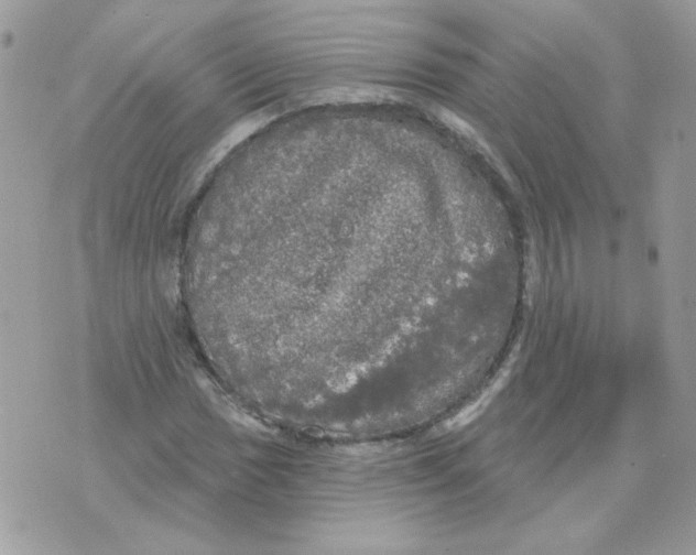 X0000070341017200607072007