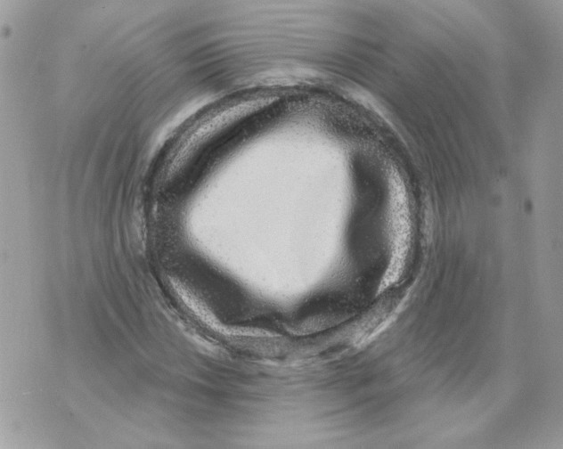 X0000070341018200607072007