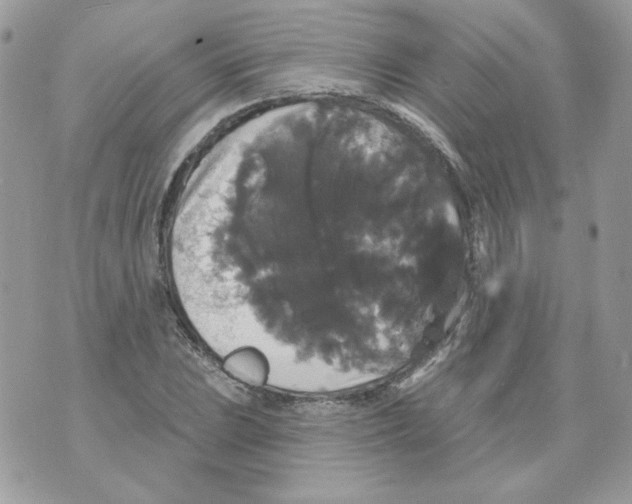 X0000070341023200607072007