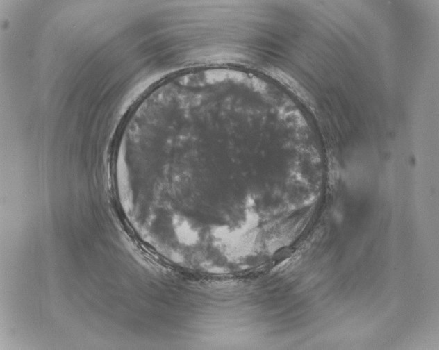 X0000070341031200607072008