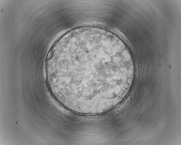 X0000070341036200607072008