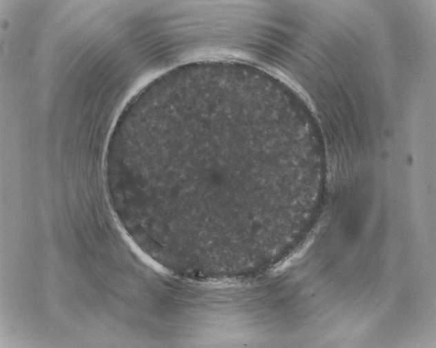 X0000070341037200607072008