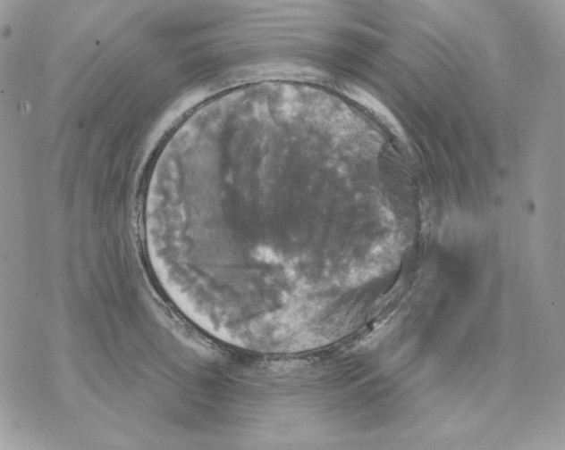 X0000070341043200607072008