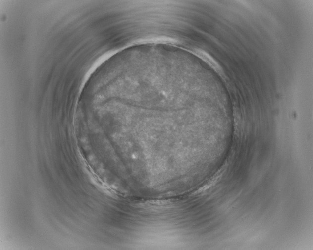 X0000070341044200607072008