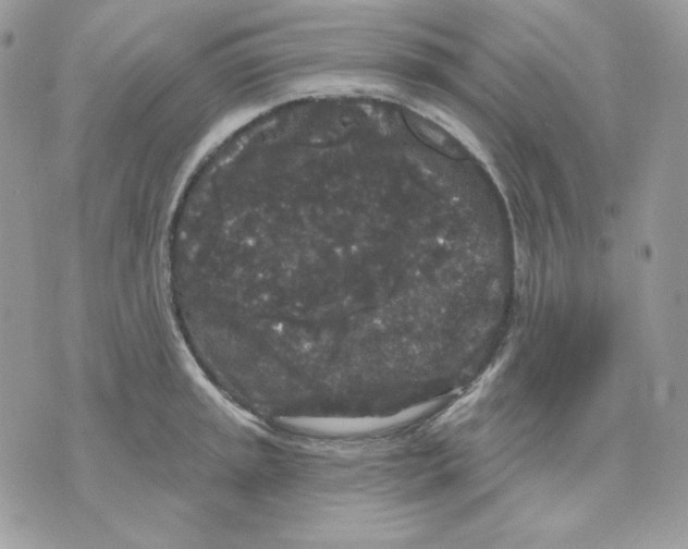 X0000070341045200607072008