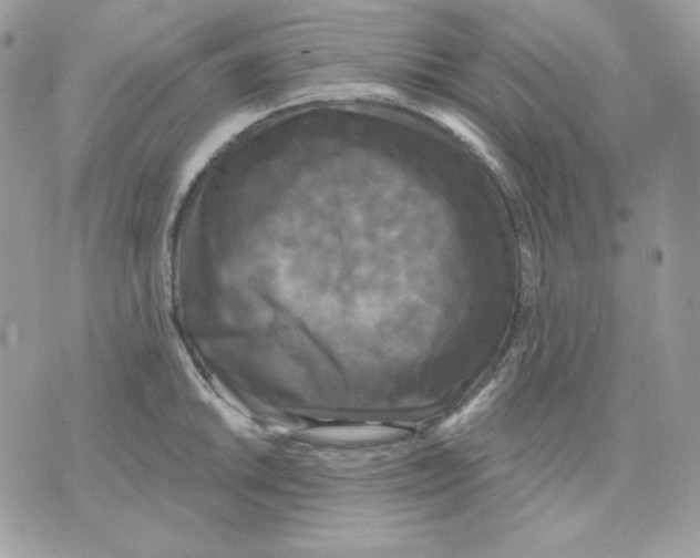 X0000070341046200607072008