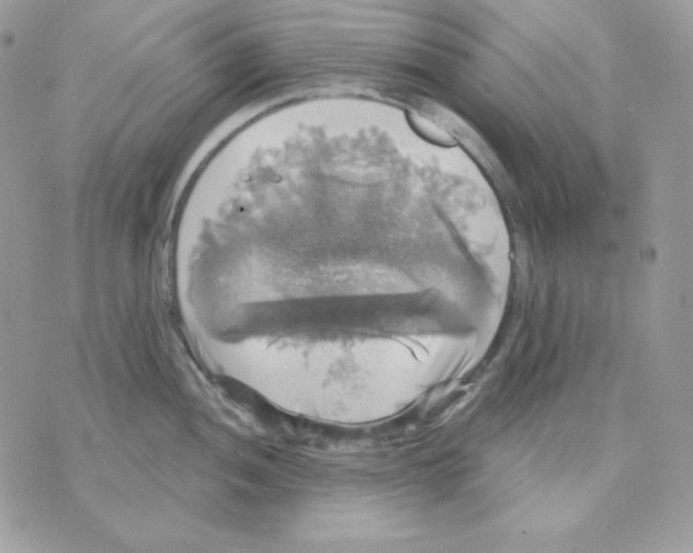 X0000070341052200607072008