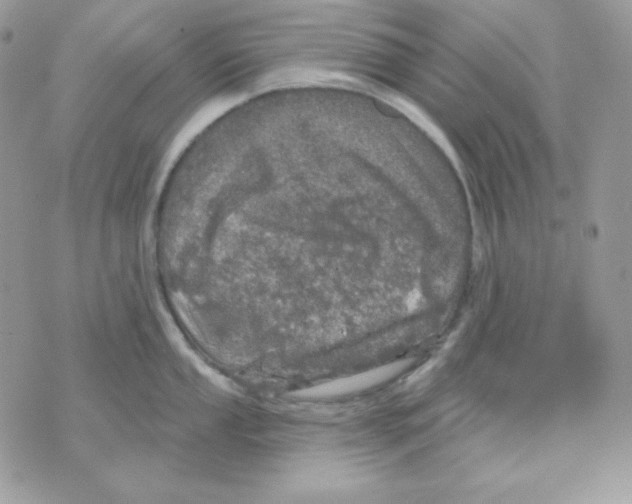 X0000070341053200607072008