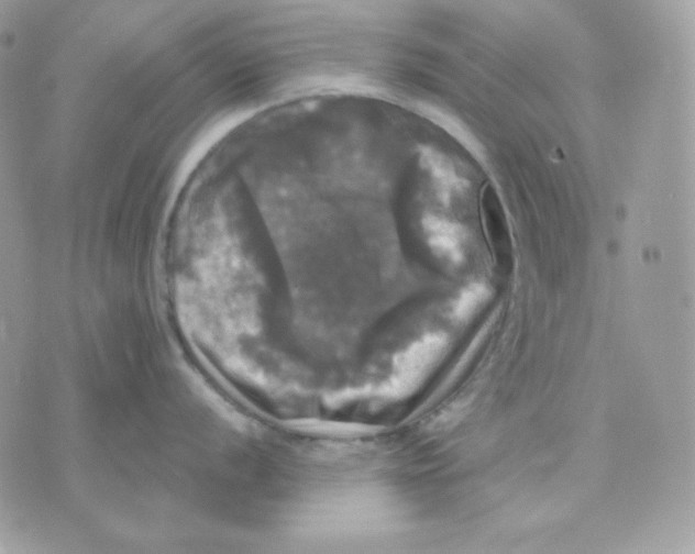 X0000070341056200607072008