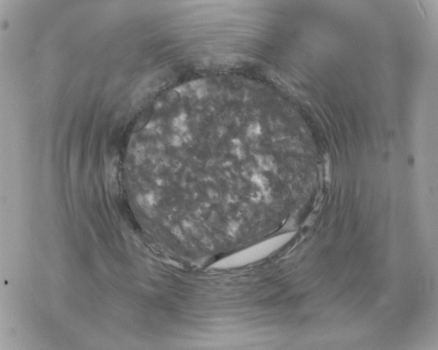 X0000070341059200607072007