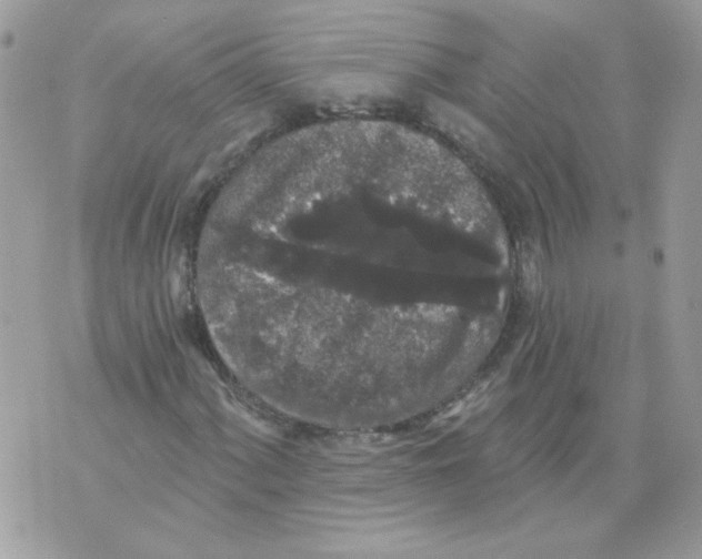 X0000070341060200607072007