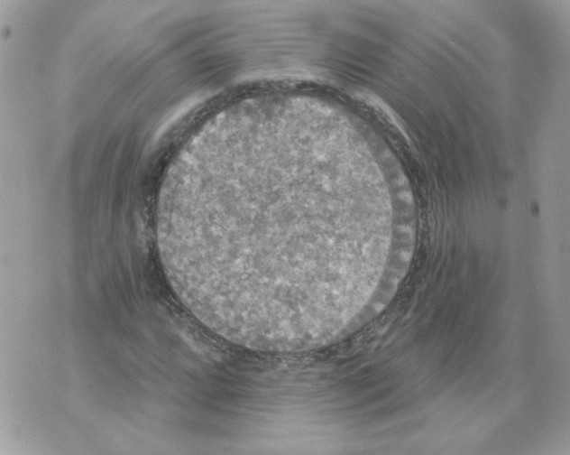 X0000070341064200607072007