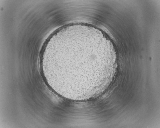 X0000070341076200607072007