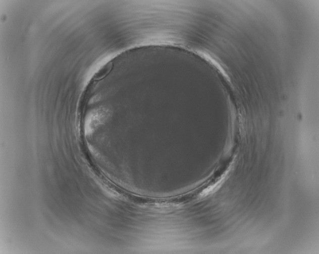 X0000070341077200607072007