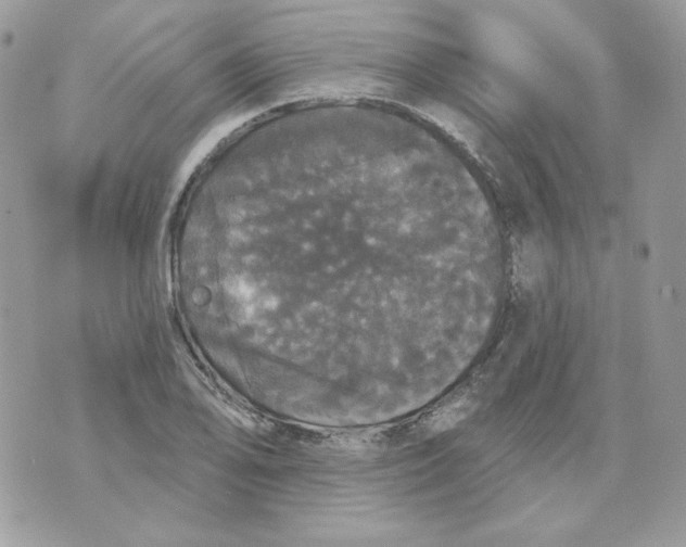 X0000070341078200607072007