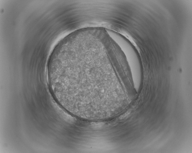 X0000070341080200607072007