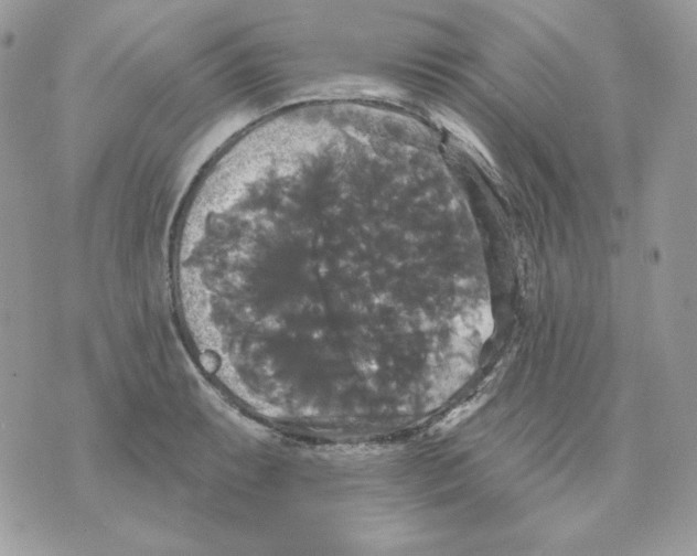 X0000070341087200607072007