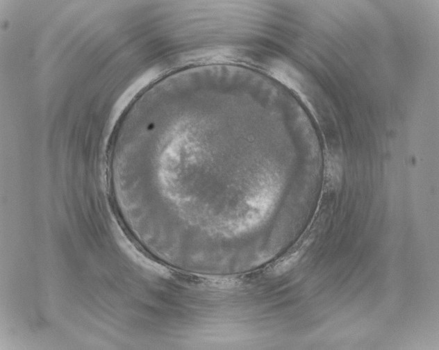 X0000070341090200607072007