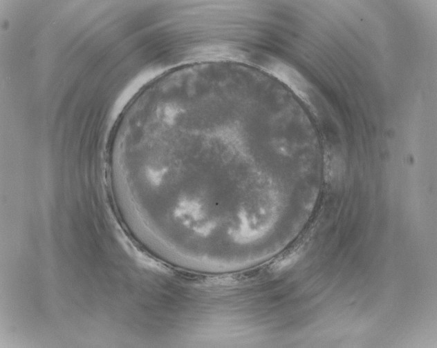 X0000070341094200607072007