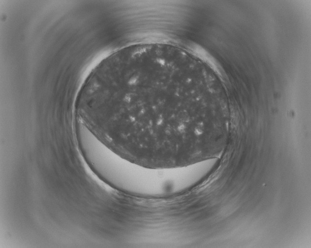 X0000070341095200607072007