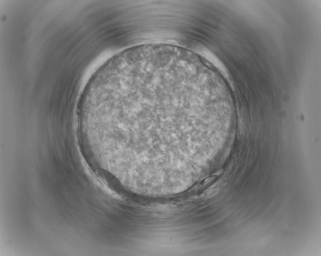 X0000070341096200607072007