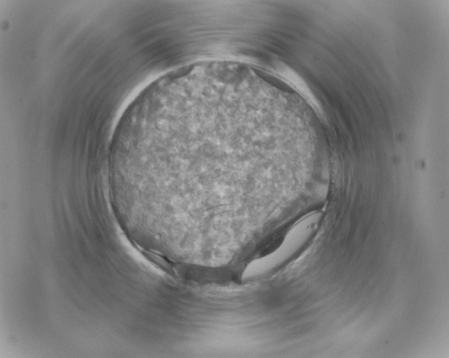 X0000070341100200607072006