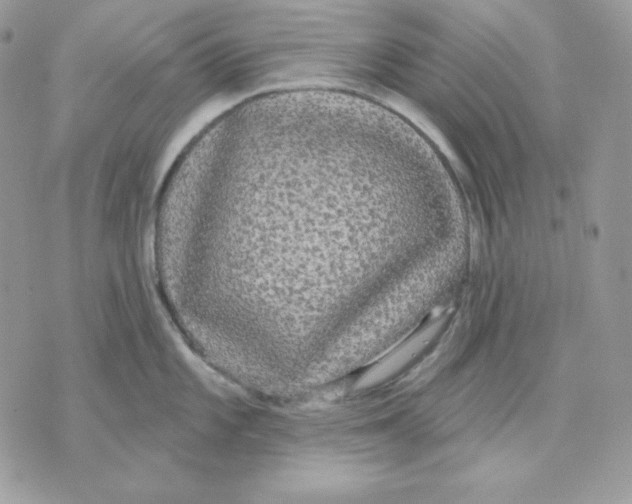 X0000070341101200607072006