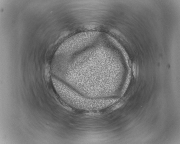 X0000070341107200607072006