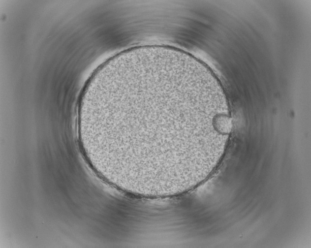 X0000070341126200607072006