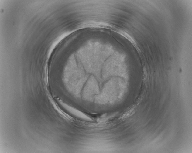 X0000070341128200607072006