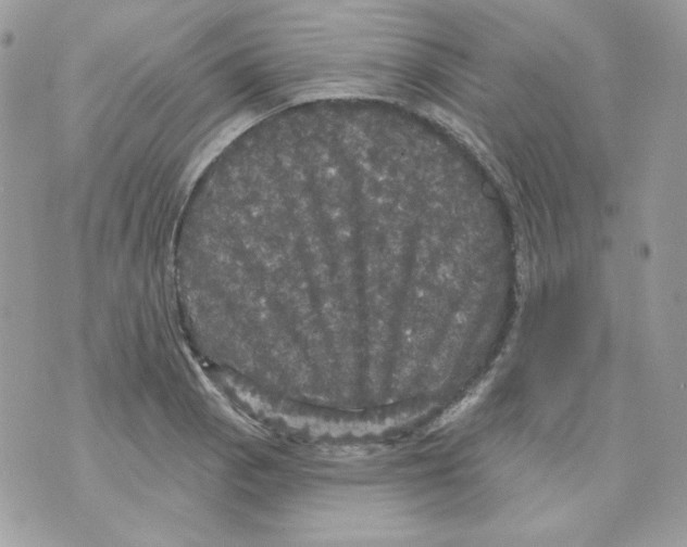 X0000070341129200607072006