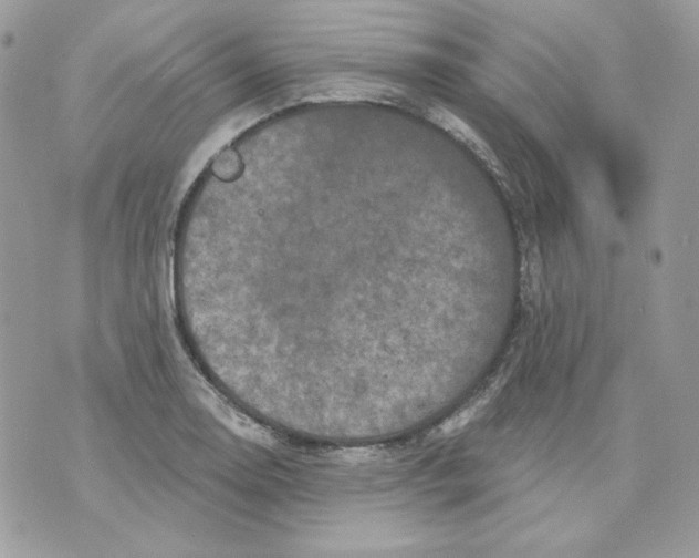 X0000070341130200607072006