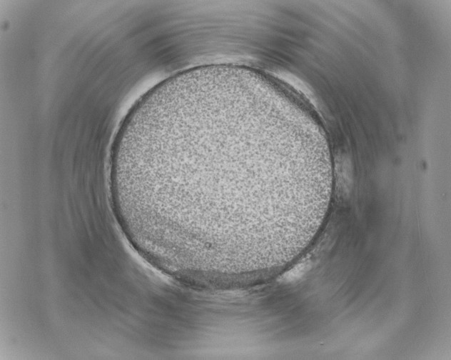 X0000070341135200607072006