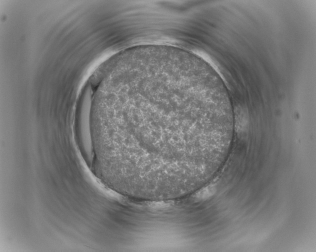 X0000070341139200607072006