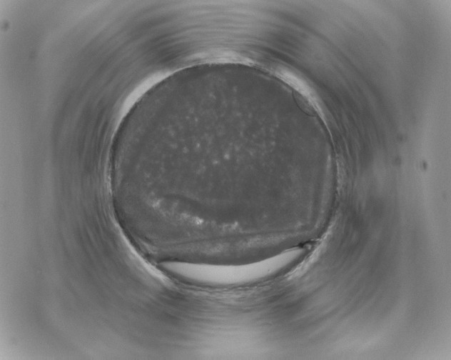 X0000070341141200607072006