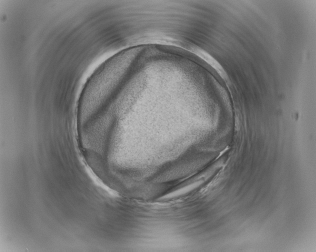 X0000070341144200607072006