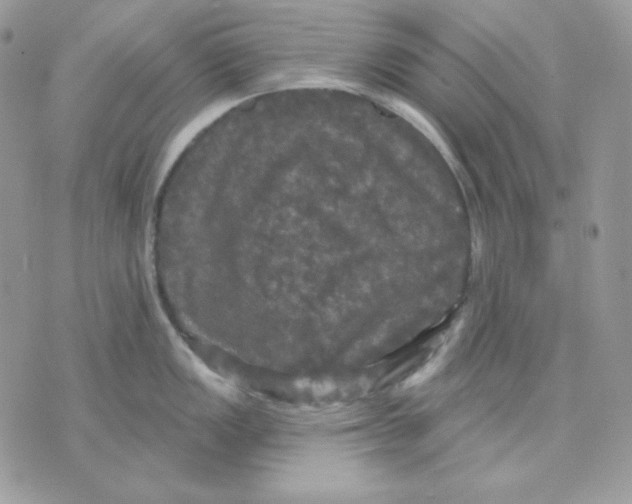 X0000070341149200607072006