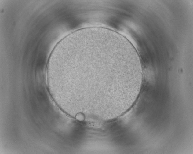 X0000070341150200607072006