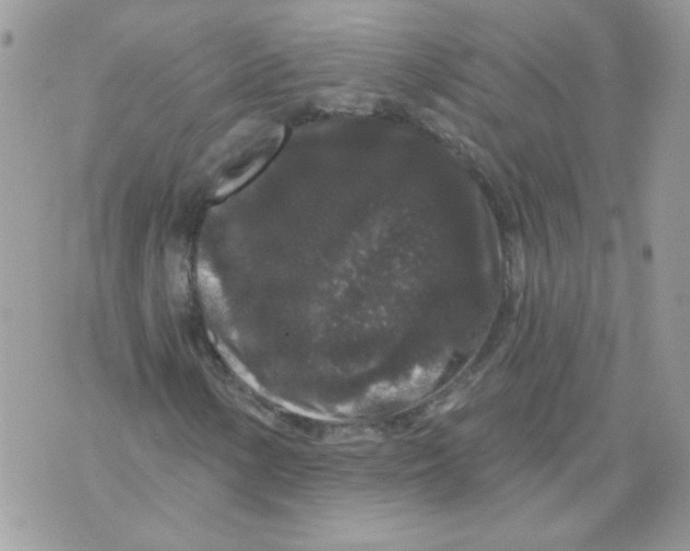 X0000070341154200607072006