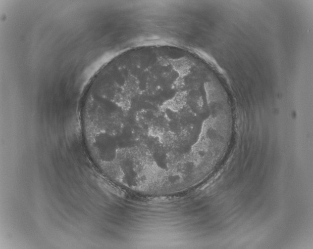 X0000070341167200607072005