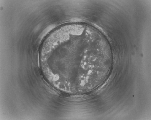 X0000070341171200607072005