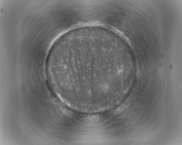 X0000070341174200607072005