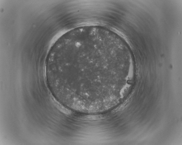 X0000070341179200607072005