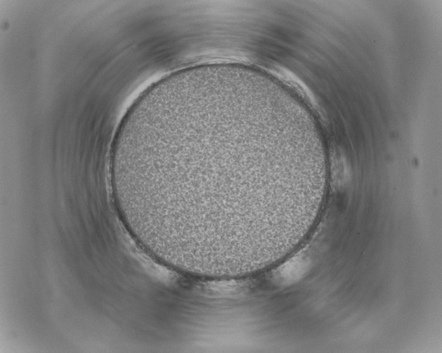 X0000070341182200607072005