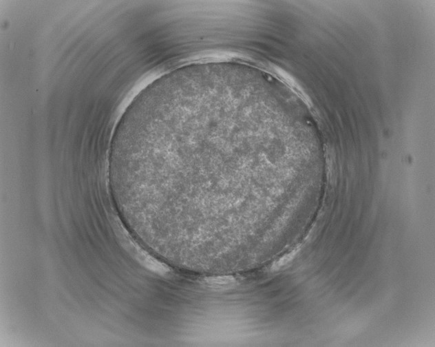 X0000070341186200607072005