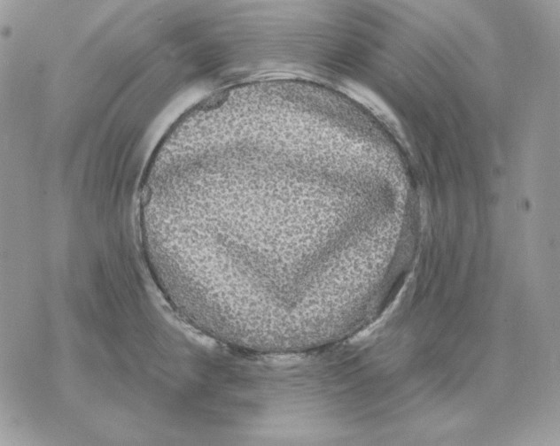 X0000070341190200607072005