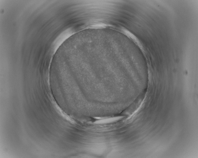 X0000070341194200607072005