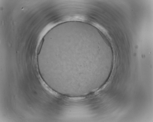 X0000070341200200607072005