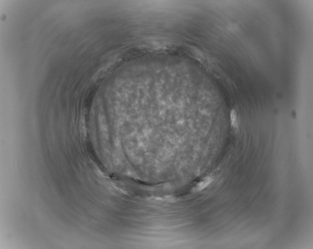 X0000070341203200607072004