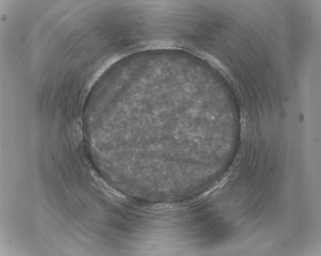 X0000070341212200607072004